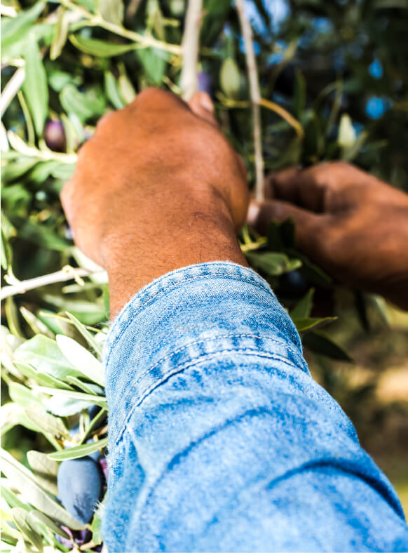 Penfield Olives olive producers slider pic, man picking olives in the olive grove.