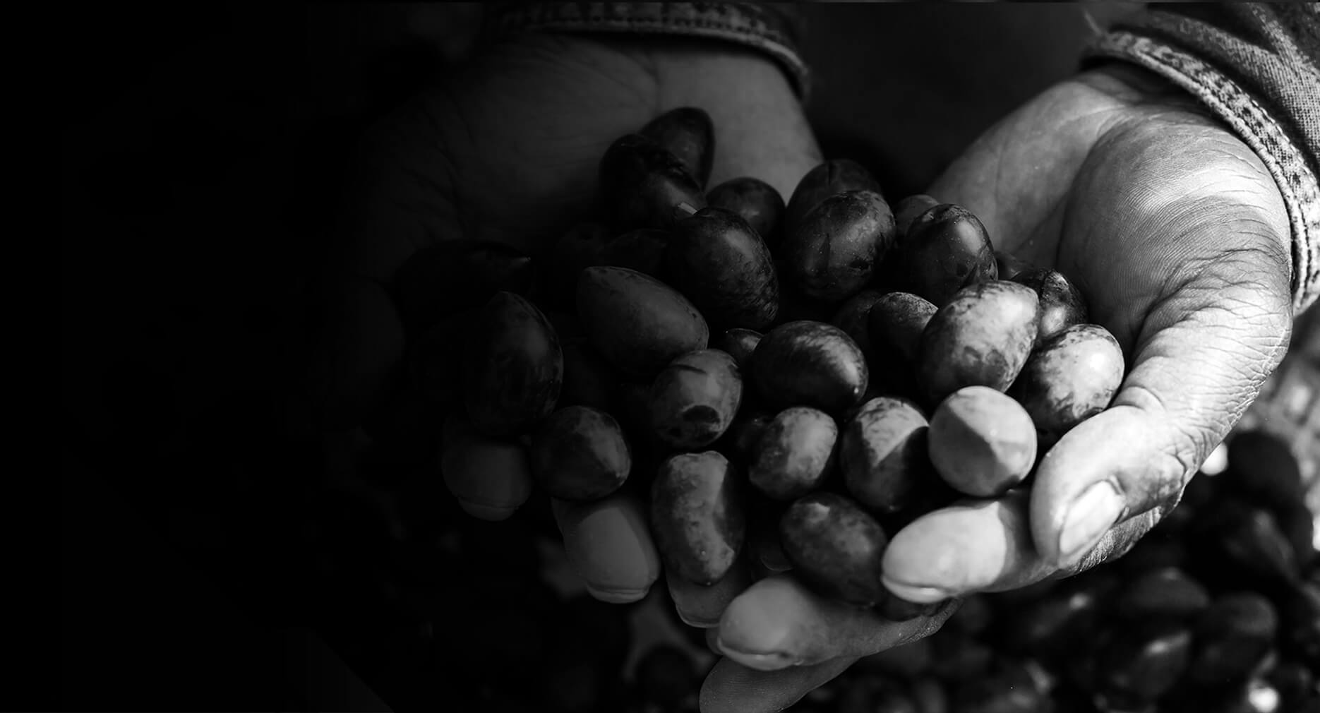 Olive Producers Penfield Olives Adelaide South Australia